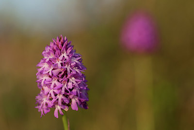 BUITEN BEELD Foto: 219046