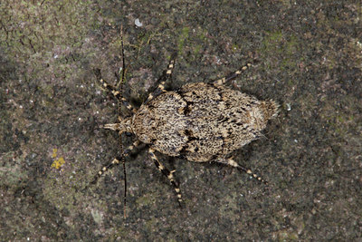 BUITEN BEELD Foto: 219050