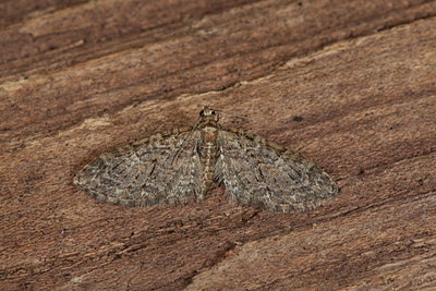 BUITEN BEELD Foto: 219056