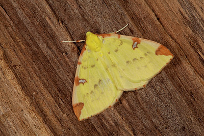BUITEN BEELD Foto: 219057