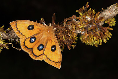 BUITEN BEELD Foto: 219067