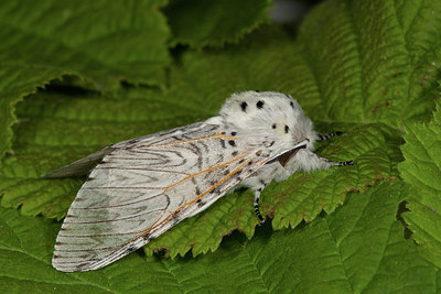 BUITEN BEELD Foto: 219103
