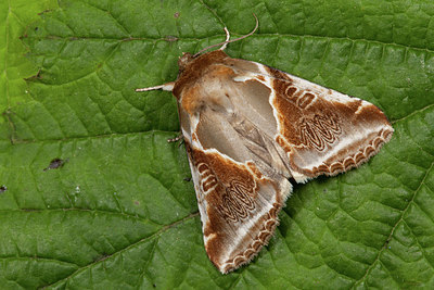 BUITEN BEELD Foto: 219105