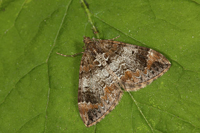 BUITEN BEELD Foto: 219111