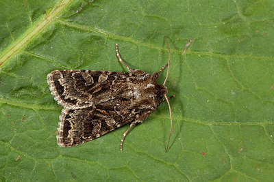 BUITEN BEELD Foto: 219118