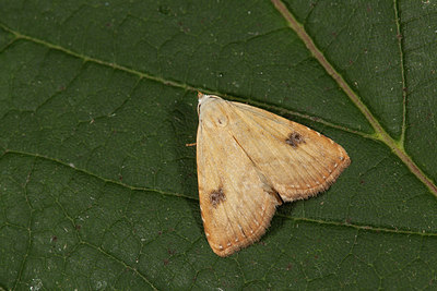 BUITEN BEELD Foto: 219124