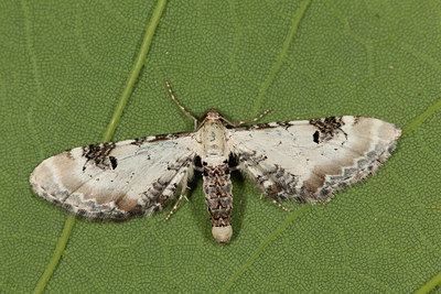BUITEN BEELD Foto: 219126