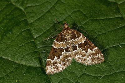 BUITEN BEELD Foto: 219128