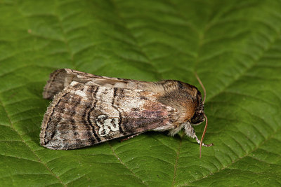 BUITEN BEELD Foto: 219138