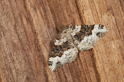 BUITEN BEELD Foto: 219152