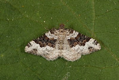 BUITEN BEELD Foto: 219153