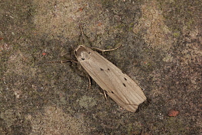 BUITEN BEELD Foto: 219202