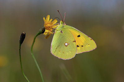 BUITEN BEELD Foto: 219204