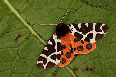 BUITEN BEELD Foto: 219207