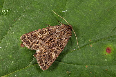 BUITEN BEELD Foto: 219208