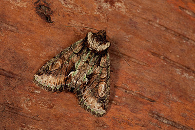 BUITEN BEELD Foto: 219226