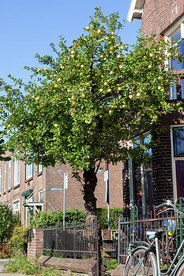 BUITEN BEELD Foto: 219231