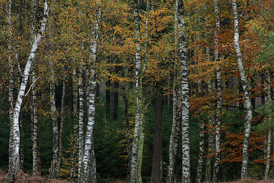 BUITEN BEELD Foto: 219233