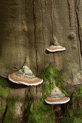 BUITEN BEELD Foto: 219245