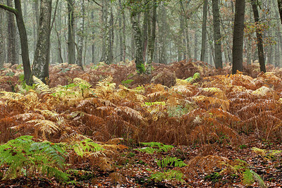 BUITEN BEELD Foto: 219246