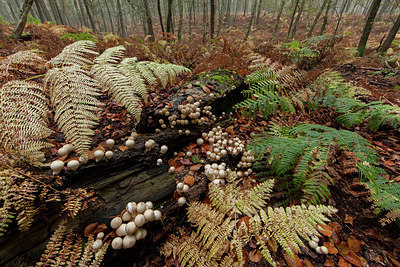 BUITEN BEELD Foto: 219247