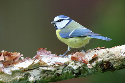 BUITEN BEELD Foto: 219402