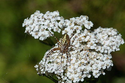 BUITEN BEELD Foto: 219421
