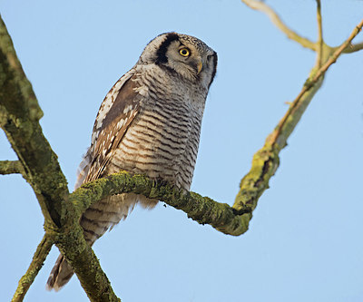BUITEN BEELD Foto: 219422