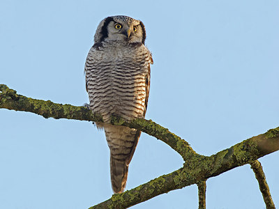 BUITEN BEELD Foto: 219423