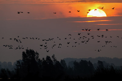 BUITEN BEELD Foto: 219429