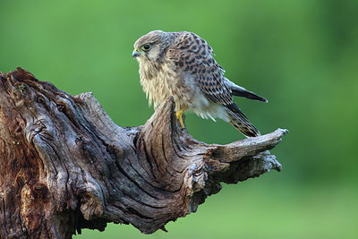 BUITEN BEELD Foto: 219460