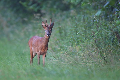 BUITEN BEELD Foto: 219470
