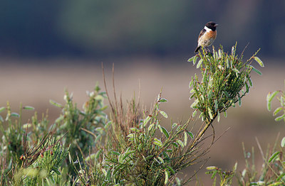 BUITEN BEELD Foto: 219518
