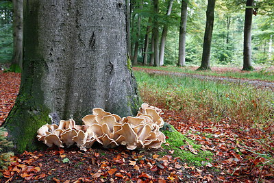 BUITEN BEELD Foto: 219543