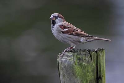 BUITEN BEELD Foto: 219551