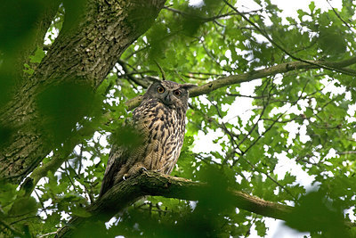BUITEN BEELD Foto: 219606