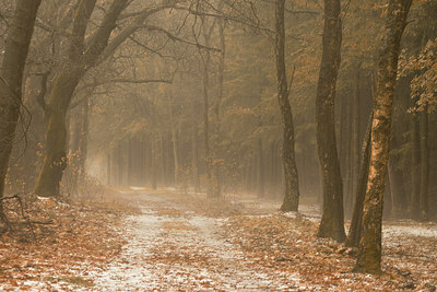 BUITEN BEELD Foto: 219619