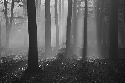 BUITEN BEELD Foto: 219623