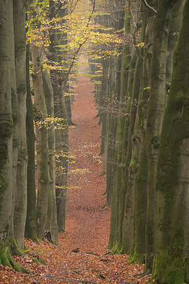 BUITEN BEELD Foto: 219625
