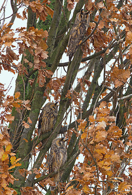 BUITEN BEELD Foto: 219730