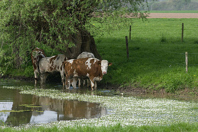 BUITEN BEELD Foto: 219737