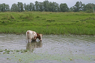 BUITEN BEELD Foto: 219740