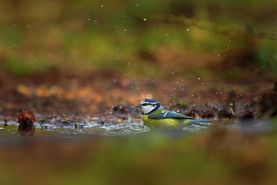 BUITEN BEELD Foto: 219747