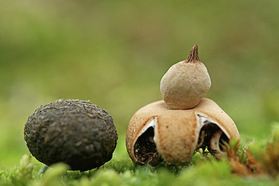 BUITEN BEELD Foto: 219750