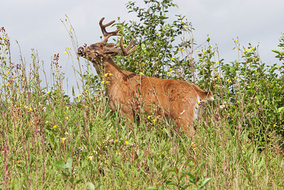 BUITEN BEELD Foto: 219775