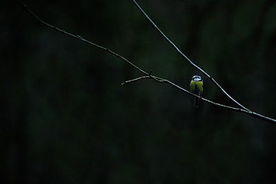 BUITEN BEELD Foto: 219815