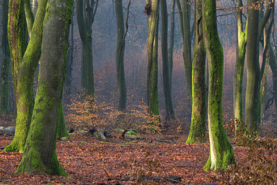 BUITEN BEELD Foto: 219900