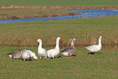BUITEN BEELD Foto: 219998