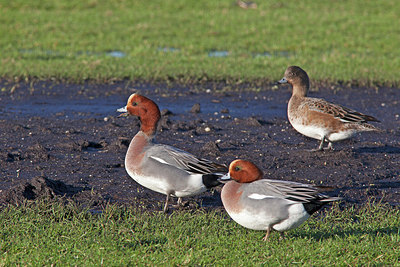 BUITEN BEELD Foto: 220000