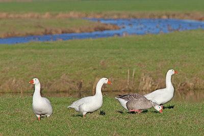 BUITEN BEELD Foto: 220001
